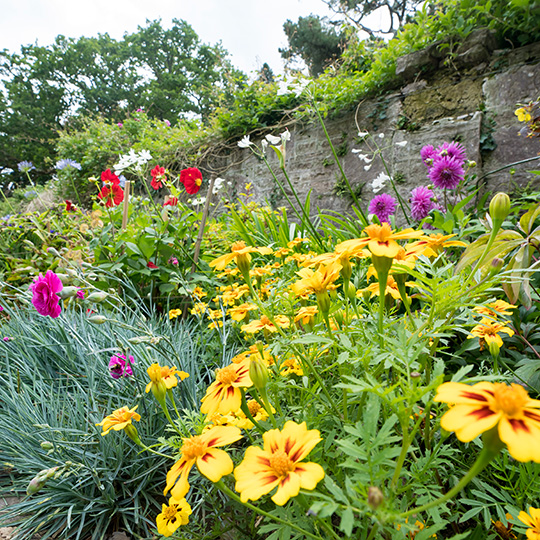 flowerbed image