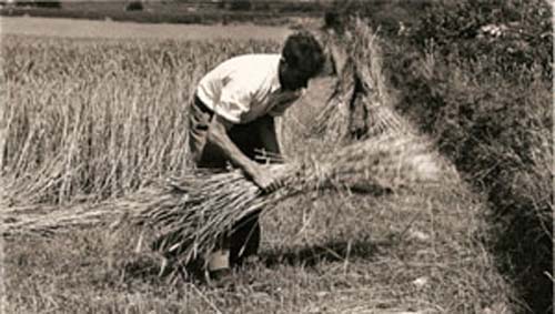 Making sheaves of oats